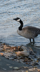 country goose branta canadensis