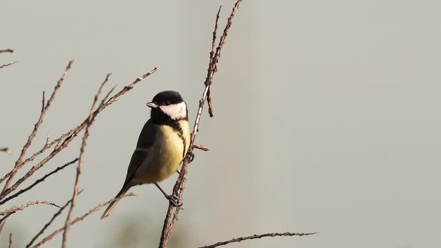 A great tit (Parus major) sitting in a shrub and flying up