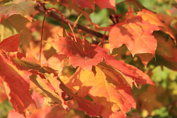Red and gold leaves in autumn and fall
