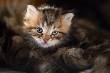 Fototapeta na wymiar Portrait Cute small kitten looking , striped 