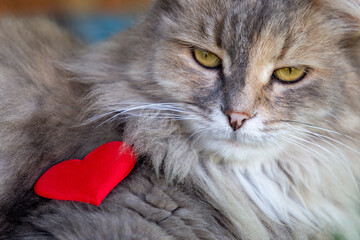 Portrait of a furry cat with the red heart