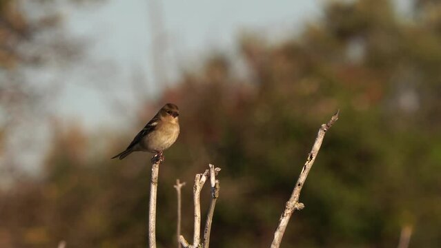  A female common chaffinch or simply the chaffinch (Fringilla coelebs) sittig in the top of a shrub