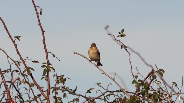 A female common chaffinch or simply the chaffinch (Fringilla coelebs) sittig in the top of a shrub