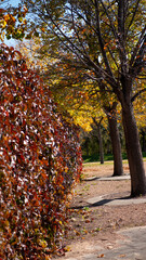 autumn in the park