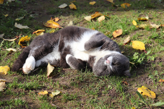 photo of grey cat basks in the sun on the grass and yellow autumn leaves in garden