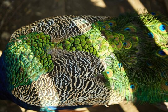 Beautiful bird peacock emerald color
