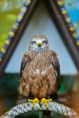 A mountain eagle bird in a zoo in captivity. Animals for breeding.