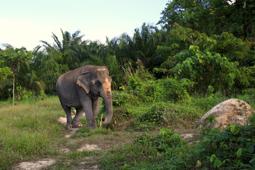 Thai Elephant