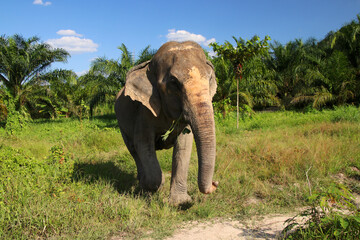 Fototapeta na wymiar Thai Elephant