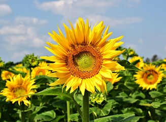 sunflowers in the field - obrazy, fototapety, plakaty