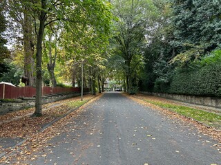 Ashburnham Grove, with old trees, fallen leaves, and Victorian houses, on a cloudy autumn day in, Bradford, UK