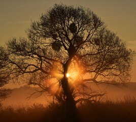 silhouette of tree © Agnieszka