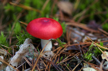 Mushrooms. Russula. Poisonous forest mushrooms.