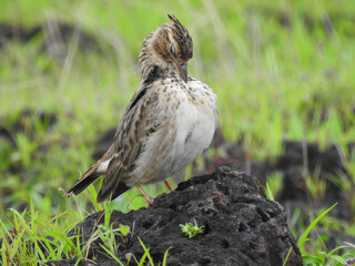 Eurasian skylark (Alauda arvensis).