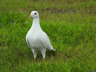 white dove on green grass