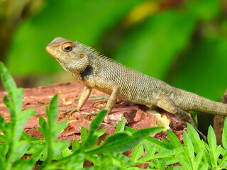 Oriental garden lizard