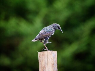 Starling Perched on a Log