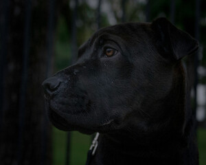 black labrador retriever