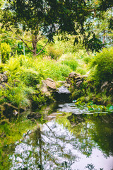 Fototapeta na wymiar jungle reflection in spring, green nature