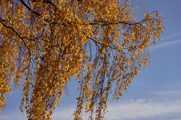 Images from the cultural landscape of Toten, Norway, a sunny day in late autumn. Here a branch of a birch tree.
