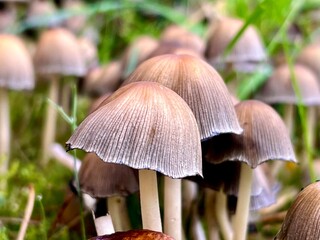 mushroom in the forest