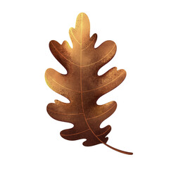 Brown oak leaf illustration 