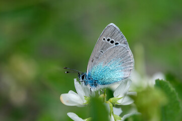 A male Green-underside Blue (Glaucopsyche alexis)
