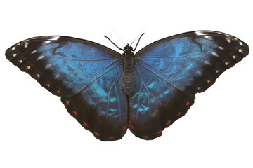 Isolated large blue wing Common morpho or Emperor from side view on white background