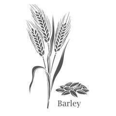 Barley cereal crop glyph icon vector illustration. Cut black silhouette growing grain farm harvest on rural agriculture field, ripe organic ears of plant with grass stem, leaf and seeds