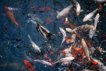 Duck with fish. Koi pond with mallard duck. 