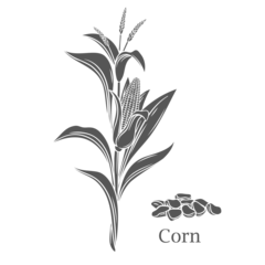 Fotobehang Corn cereal crop glyph icon vector illustration. Cut black silhouette of maize cobs of sweetcorn with husk and leaf growing on organic plant, healthy kernels of farmers vegetable and Corn text © setory