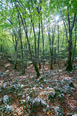 Woodland scene at Santa Serena, Monti Lepini Natural Regional Park, Italy
