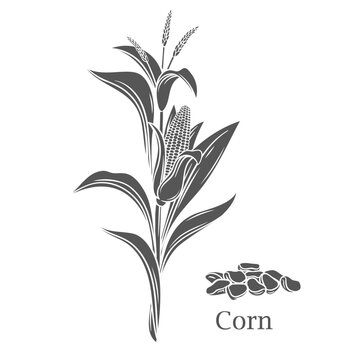 Corn cereal crop glyph icon vector illustration. Cut black silhouette of maize cobs of sweetcorn with husk and leaf growing on organic plant, healthy kernels of farmers vegetable and Corn text