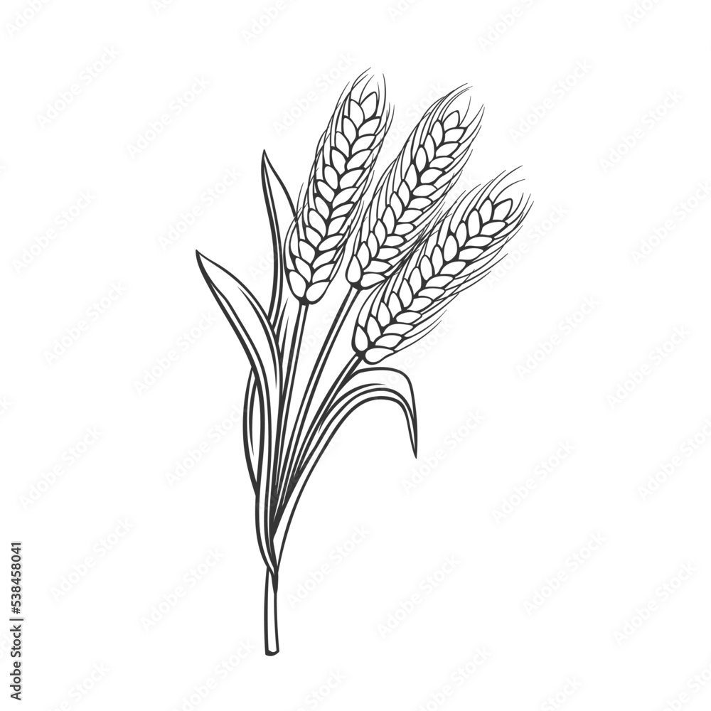 Wall mural wheat cereal crop plant, outline icon vector illustration. line hand drawing of spikelets wheat to p - Wall murals