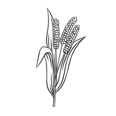 Millet cereal crop plant, outline icon vector illustration. Line hand drawing of millet.