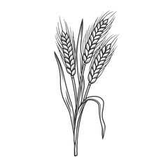 Rye cereal crop plant, outlineicon vector illustration. Line hand drawing of spikelets rye
