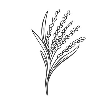 recommend clip art: Rice cereal crop plant, outline icon vector illustration. Line hand drawing grain plant with leaf, stalk and seeds