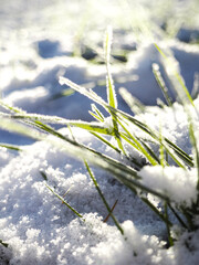 grass in the snow