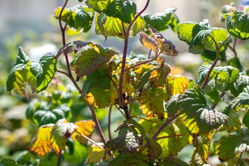 Chlorotic spots of raspberry blackberry virus. Symptoms of jaundice on green blackberry leaves,...