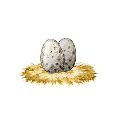 Obraz premium Spotted quail eggs on the straw. Watercolor illustration. Pair of bird eggs lying on the hay roost. Hand drawn farm bird egg element. Isolated on white background