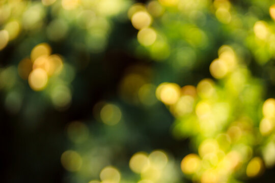 afbeeldingen-over-soft-image-blader-in-stockfoto-s-vectoren-en
