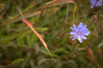 Delicate blue chicory flower with raindrops on the petals, a beautiful flower on the background of an autumn field, selective focus