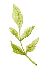 Watercolor green branch. Hand-drawn illustration isolated on the white background