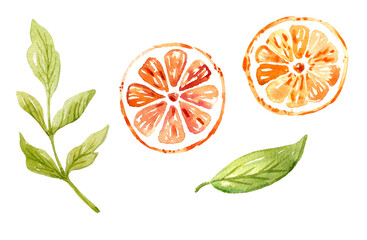 Watercolor circle orange and green leaves. Hand-drawn illustration isolated on the white background