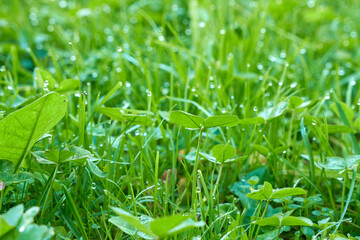Green grass with drops of morning dew.