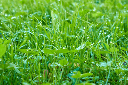 Background image of green grass with drops of fresh dew.