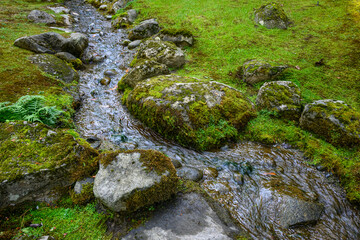 Small stream flowing through moss covered rocks and ground
