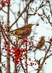 Sparrow on a branch. Iceland.