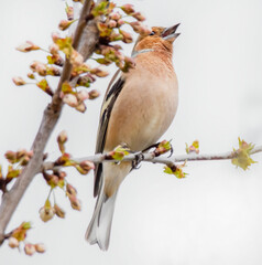 Singender Buchfink im Baum