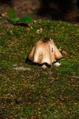 Large mushroom, highlighted by a sunbeam, growing in peaceful woodland garden

